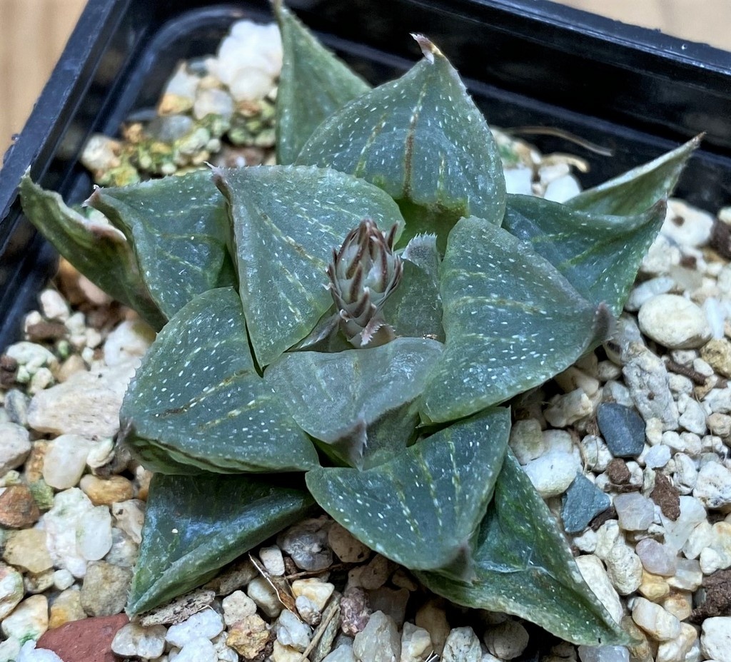 SH27070 Haworthia magnifica hybrid - Image 2