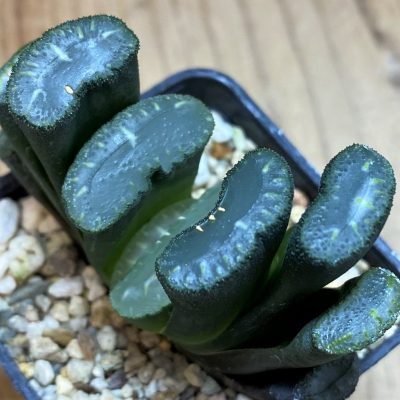 SH27078 Haworthia truncata -Japan-