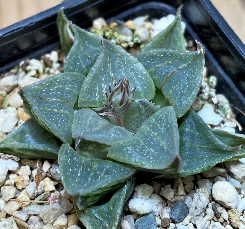 SH27070 Haworthia magnifica hybrid