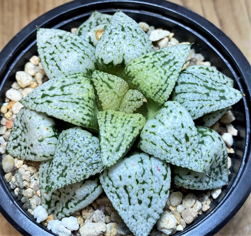 SH27085 Haworthia picta 'White Magic'