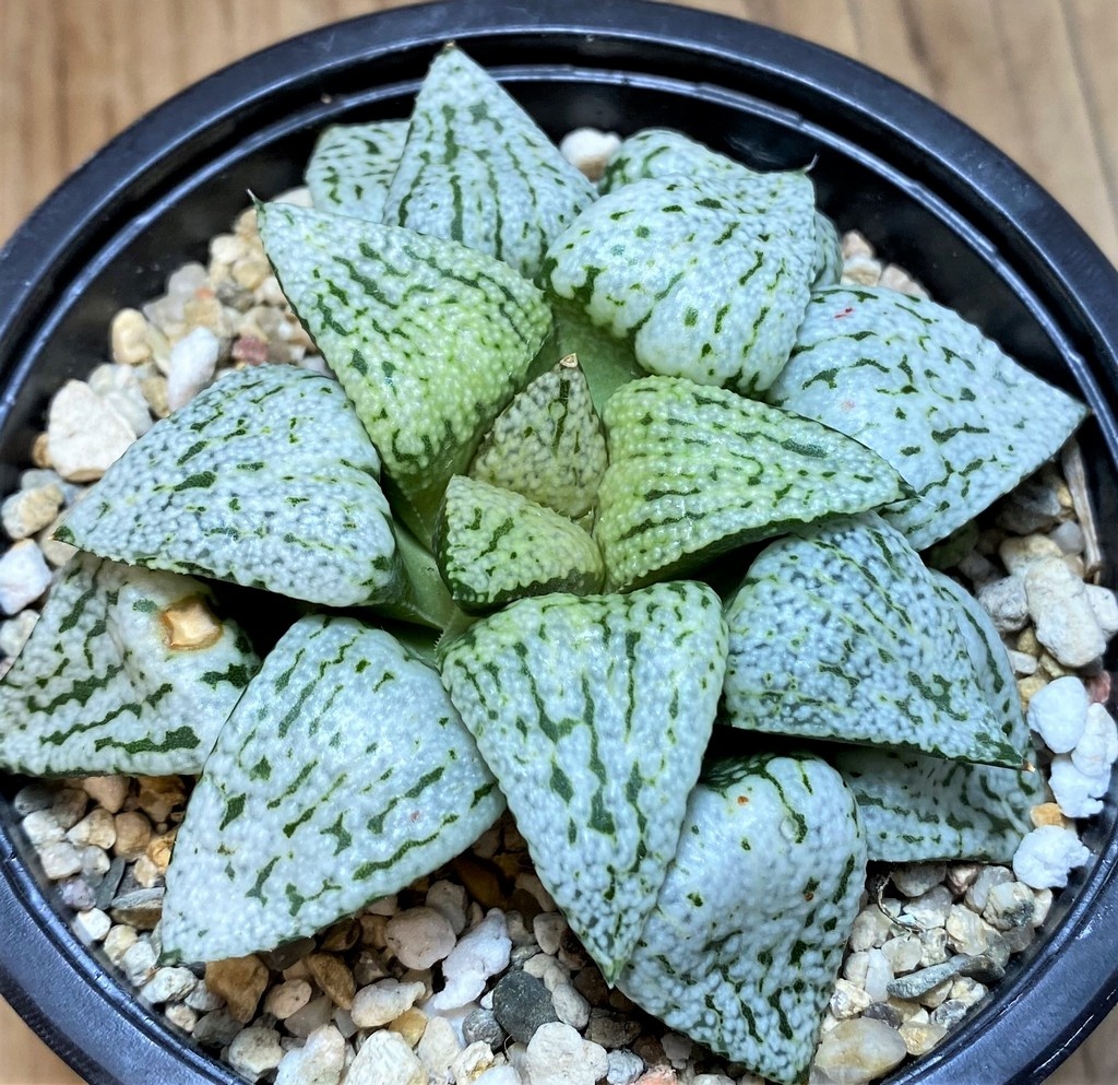 SH27085 Haworthia picta 'White Magic' - Image 2