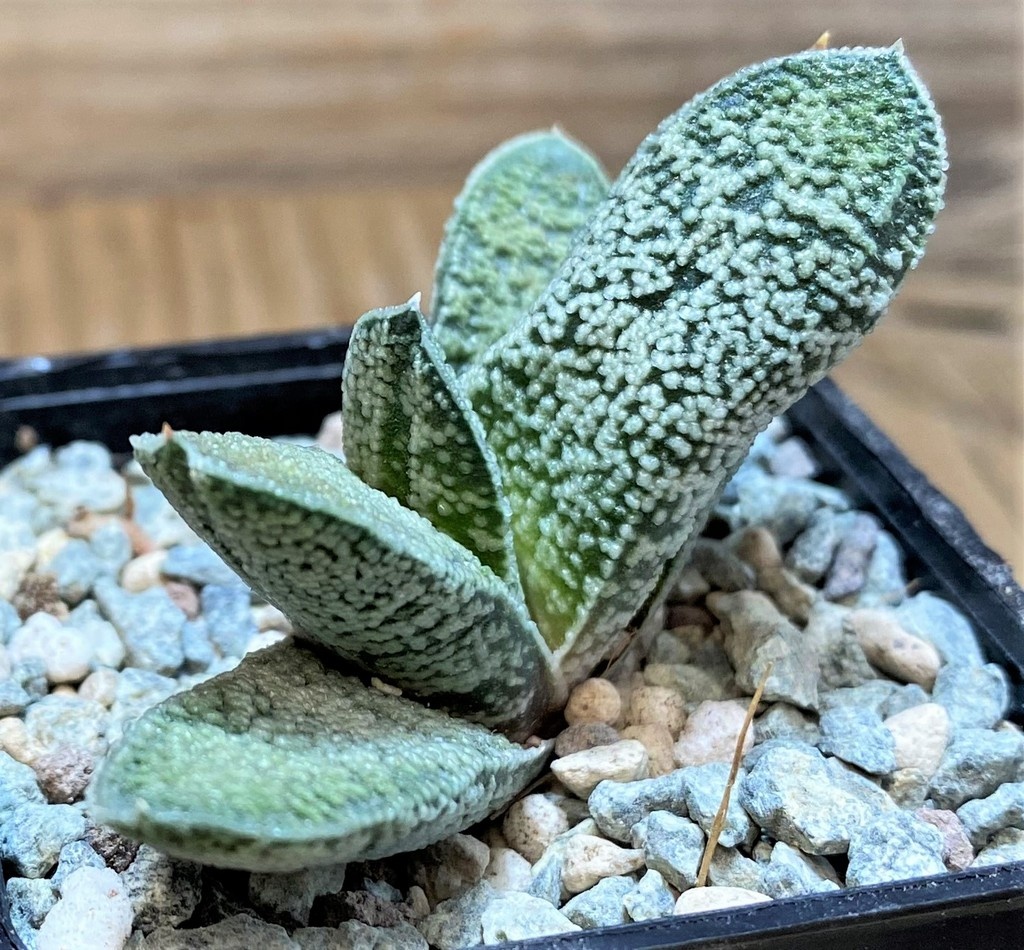 SH27088 Gasteria baylissiana hybrid - Image 2