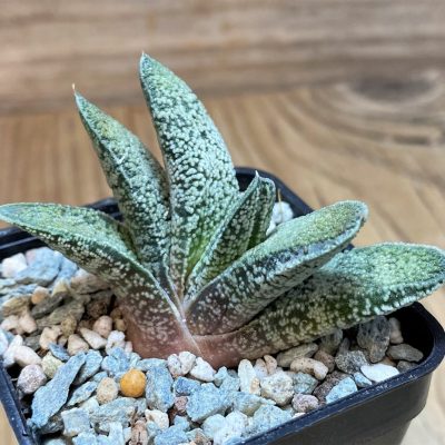 SH27088 Gasteria baylissiana hybrid
