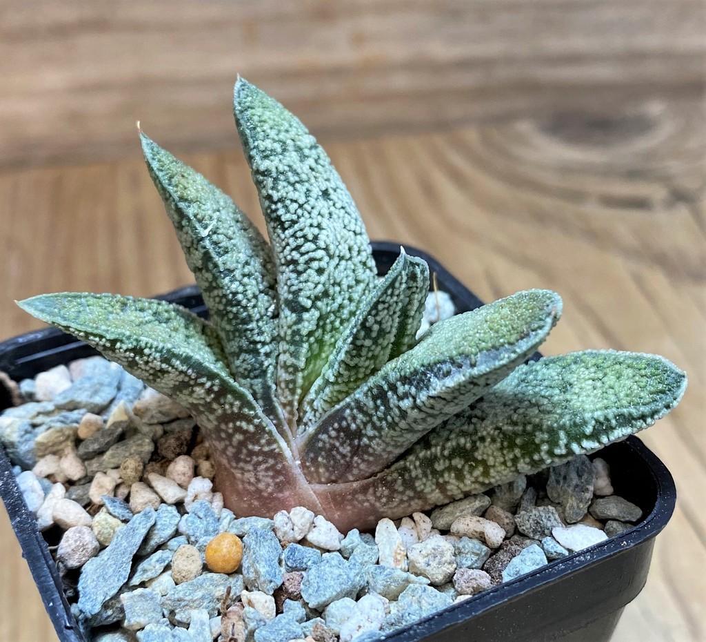 SH27088 Gasteria baylissiana hybrid
