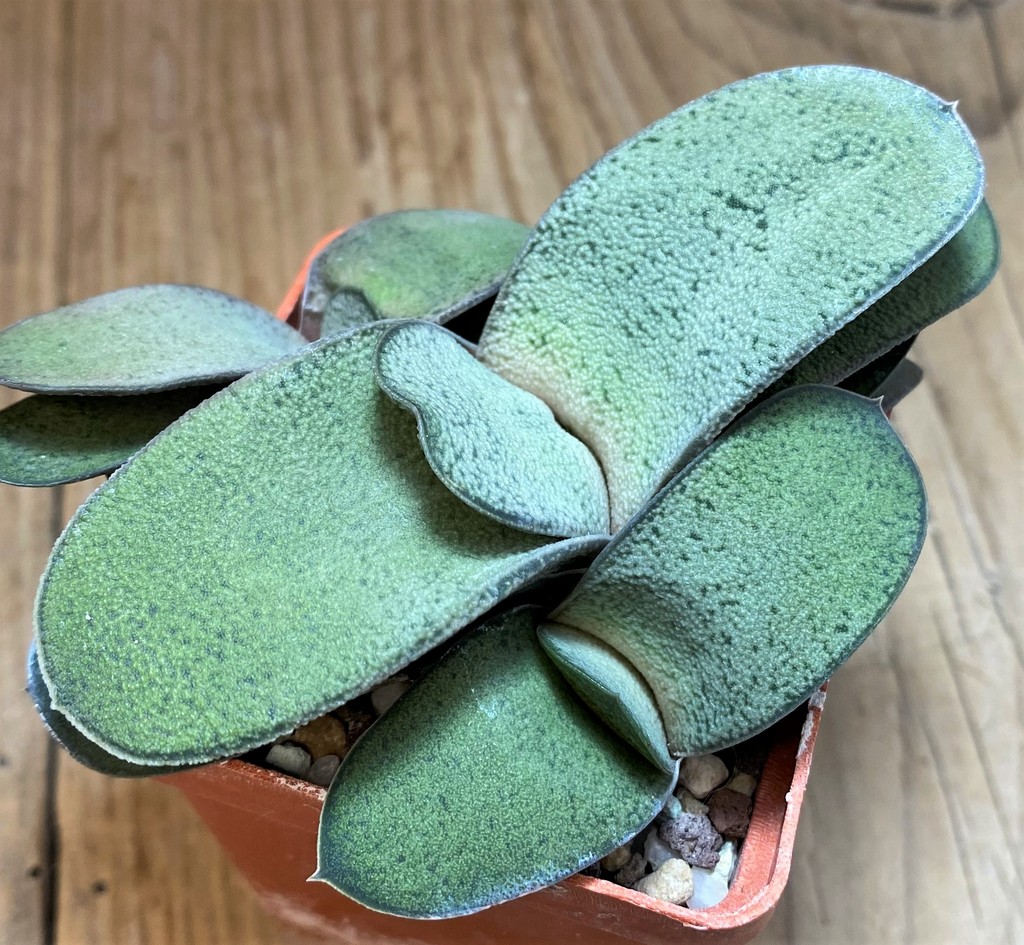 SH27090 Gasteria glomerata hybrid - Image 2