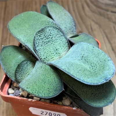 SH27090 Gasteria glomerata hybrid