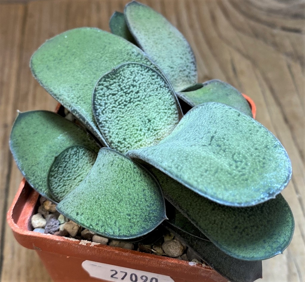 SH27090 Gasteria glomerata hybrid