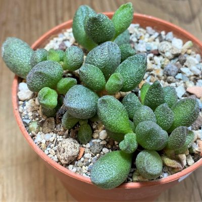 SH27097 Adromischus marianiae hybrid