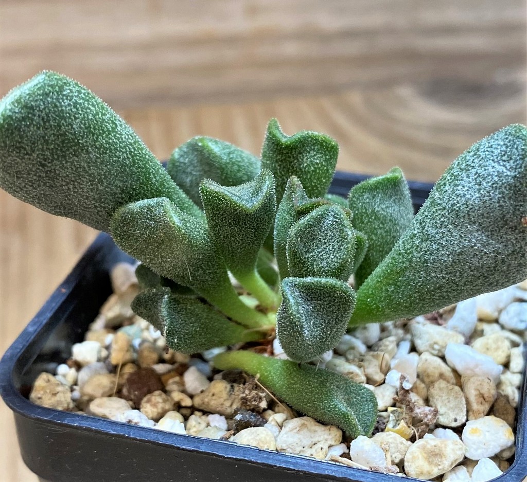 SH27098 SH24640 Adromischus cristatus v. schonlandii - Image 2