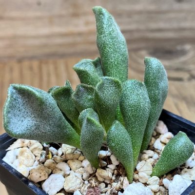 SH27098 SH24640 Adromischus cristatus v. schonlandii