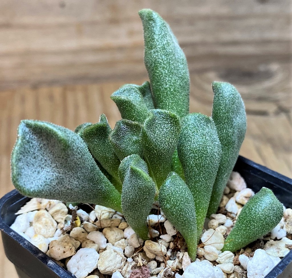 SH27098 SH24640 Adromischus cristatus v. schonlandii