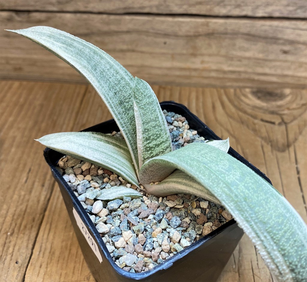 SH27291 Gasteria batesiana ‘White’ - Image 2
