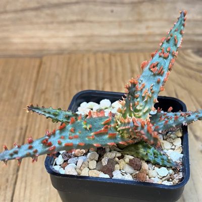 SH27295 Aloe TCT hybrid