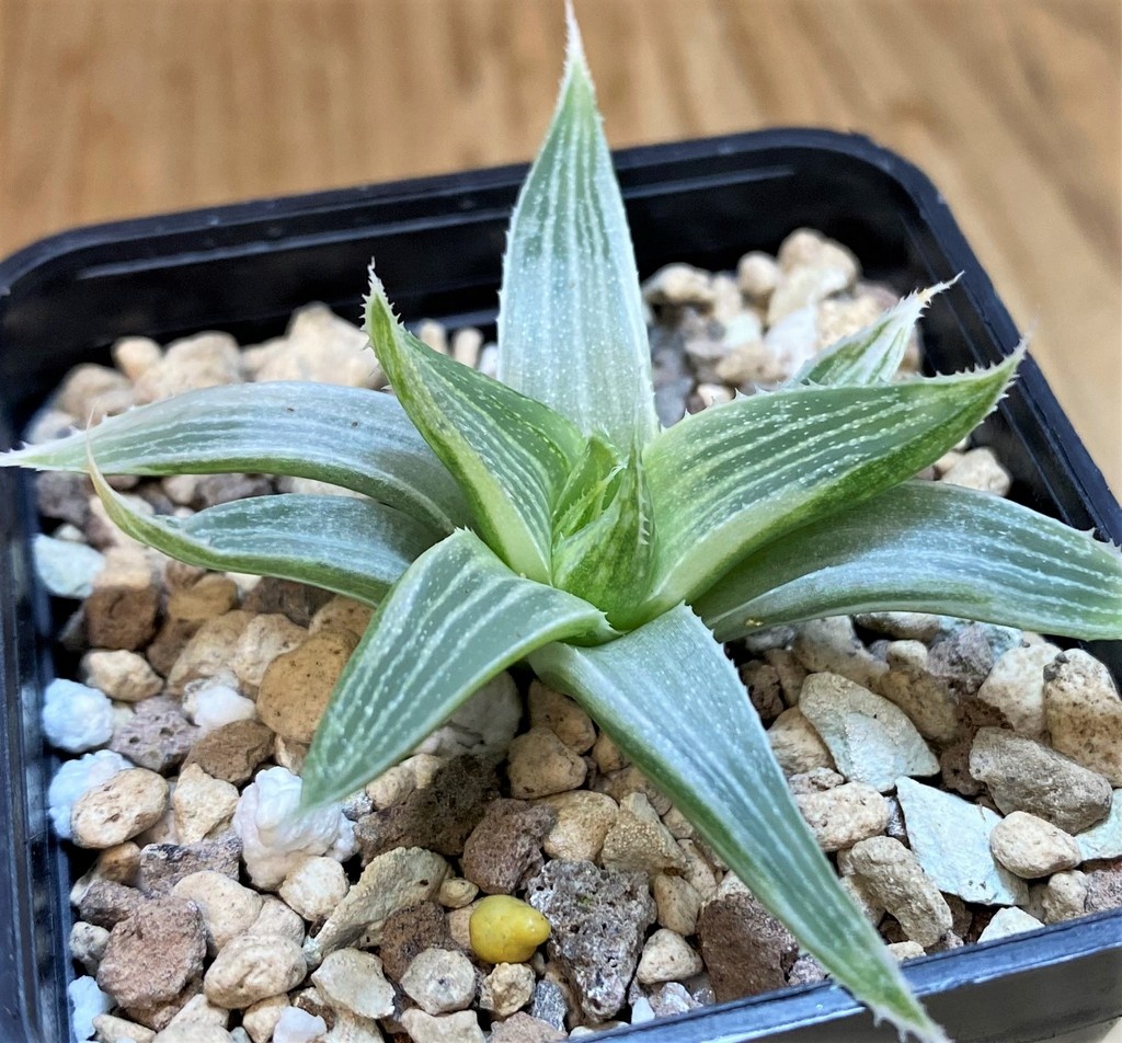 SH27299 Haworthia 'Grey Ghost' - Image 2