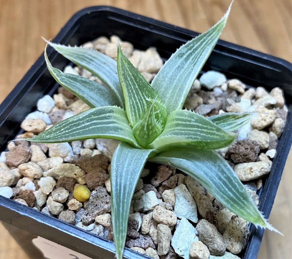SH27299 Haworthia 'Grey Ghost'