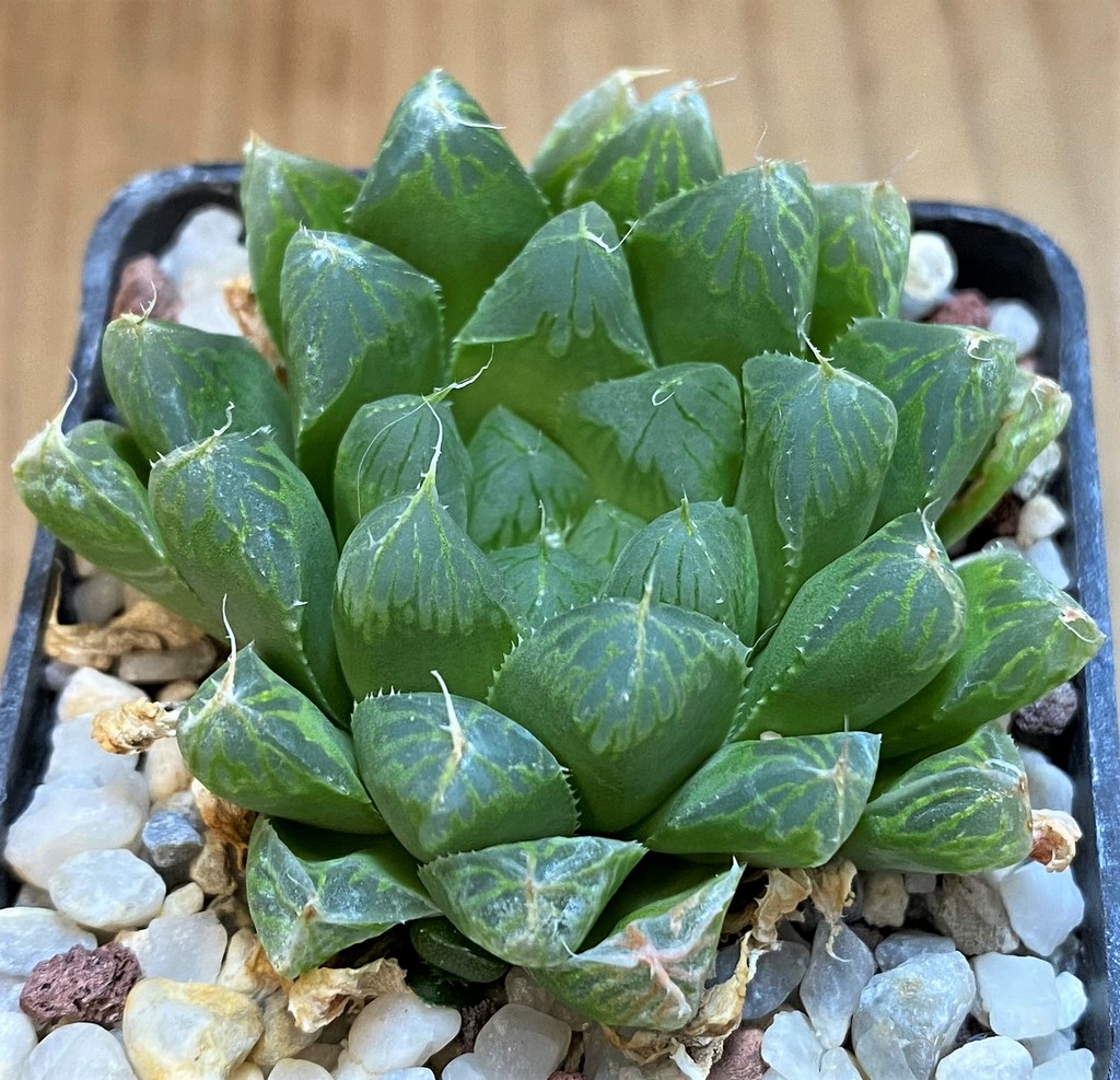 SH27302 Haworthia cooperi v. pilifera