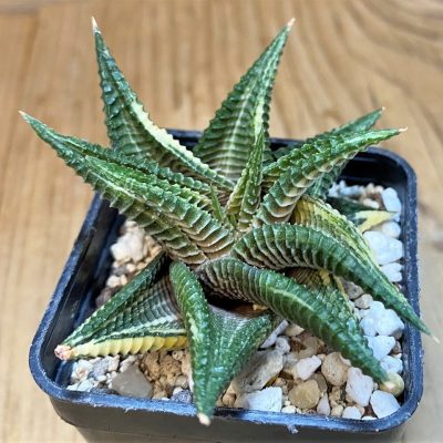 SH27304 Haworthia limifolia hybrid f. variegata