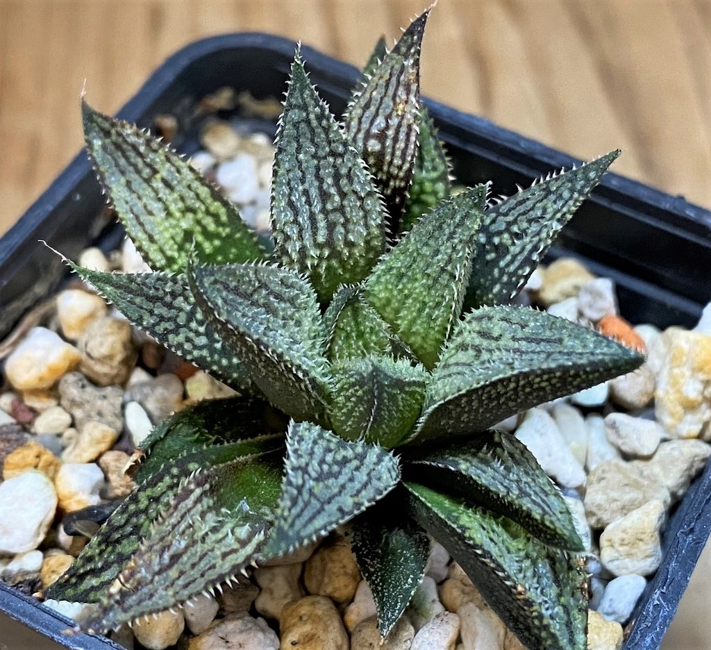 SH27305 Haworthia 'Snow Ball' hybrid