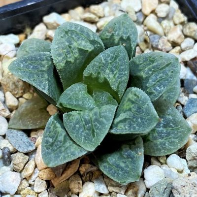 SH27312 Haworthia schultiana x retusa x comptoniana F2