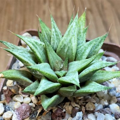 SH27314 Haworthia ‘Metallica’
