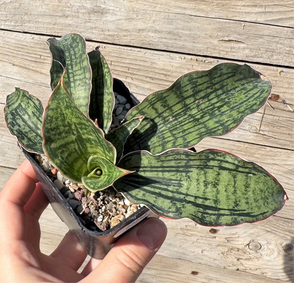 SH27252 Sansevieria 'Cleopatra' - Image 2