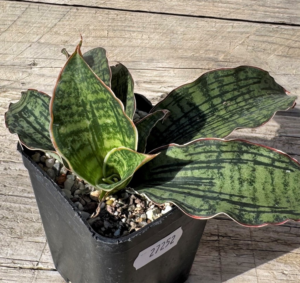 SH27252 Sansevieria 'Cleopatra'