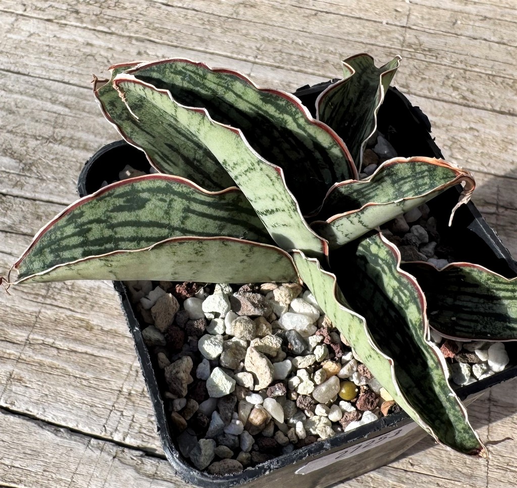 SH27253 Sansevieria 'Cleopatra' - Image 2
