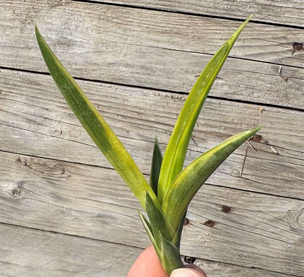 SH27265 Sansevieria gracillima f. variegata, cuted