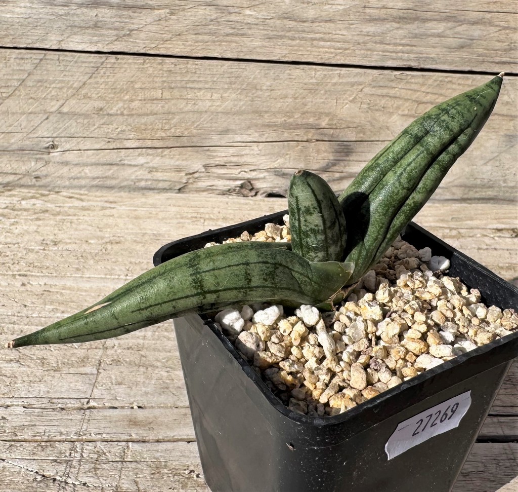 SH27269 Sansevieria ‘Meedee’ - Image 2