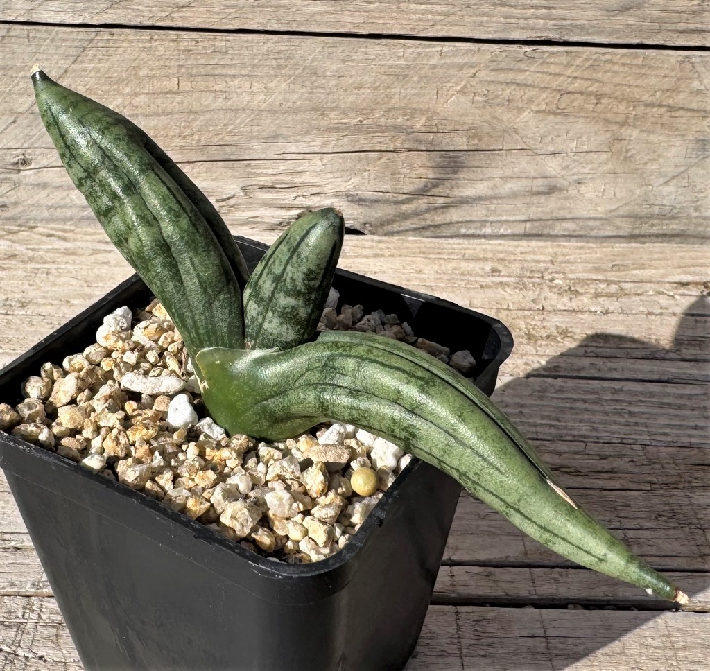 SH27269 Sansevieria ‘Meedee’