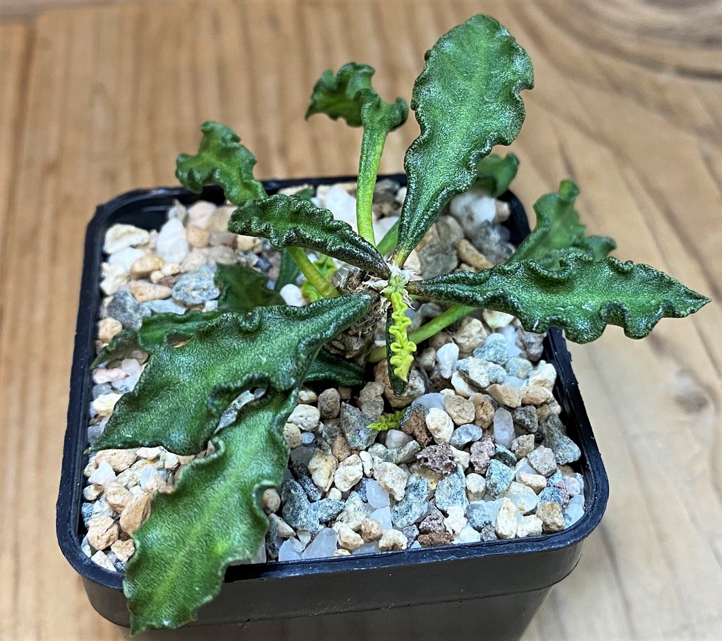 SH27278 Euphorbia decaryi v. spirosticha