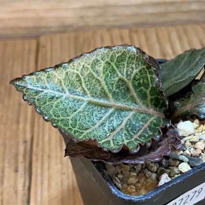 SH27279 Euphorbia francoisii hybrid