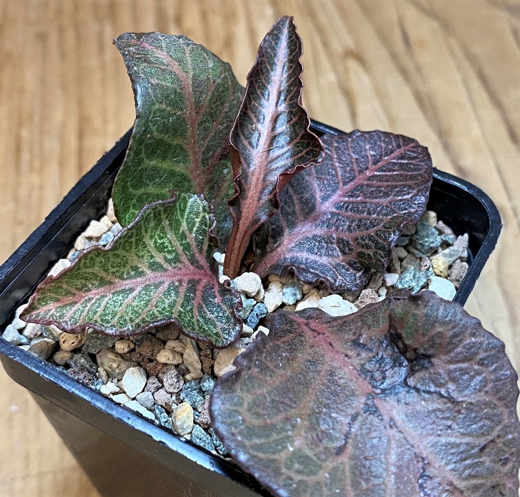 SH27280 Euphorbia francoisii hybrid - Image 2