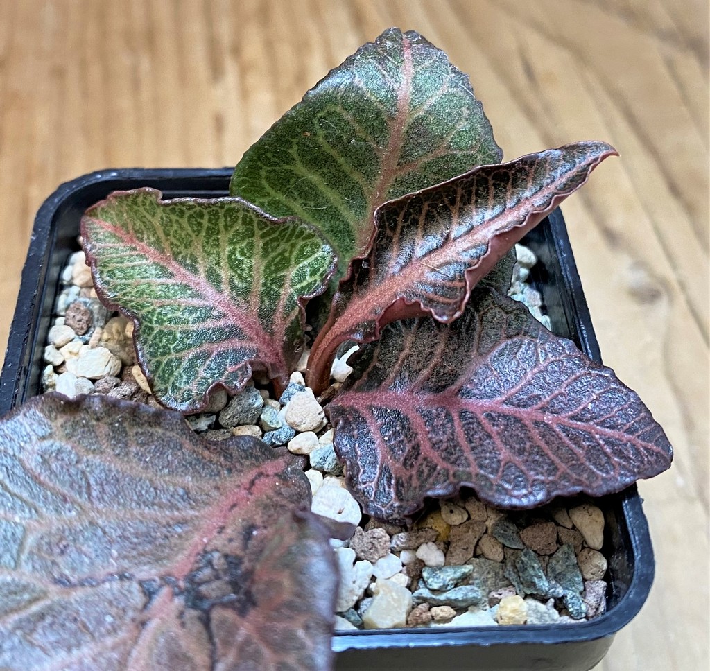 SH27280 Euphorbia francoisii hybrid