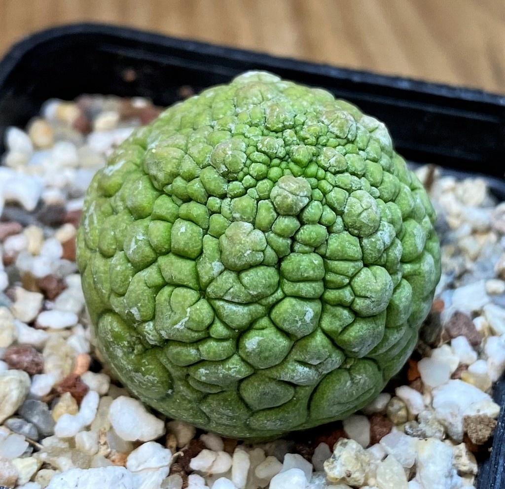 SH27286 Pseudolithos migiurtinus - Image 2