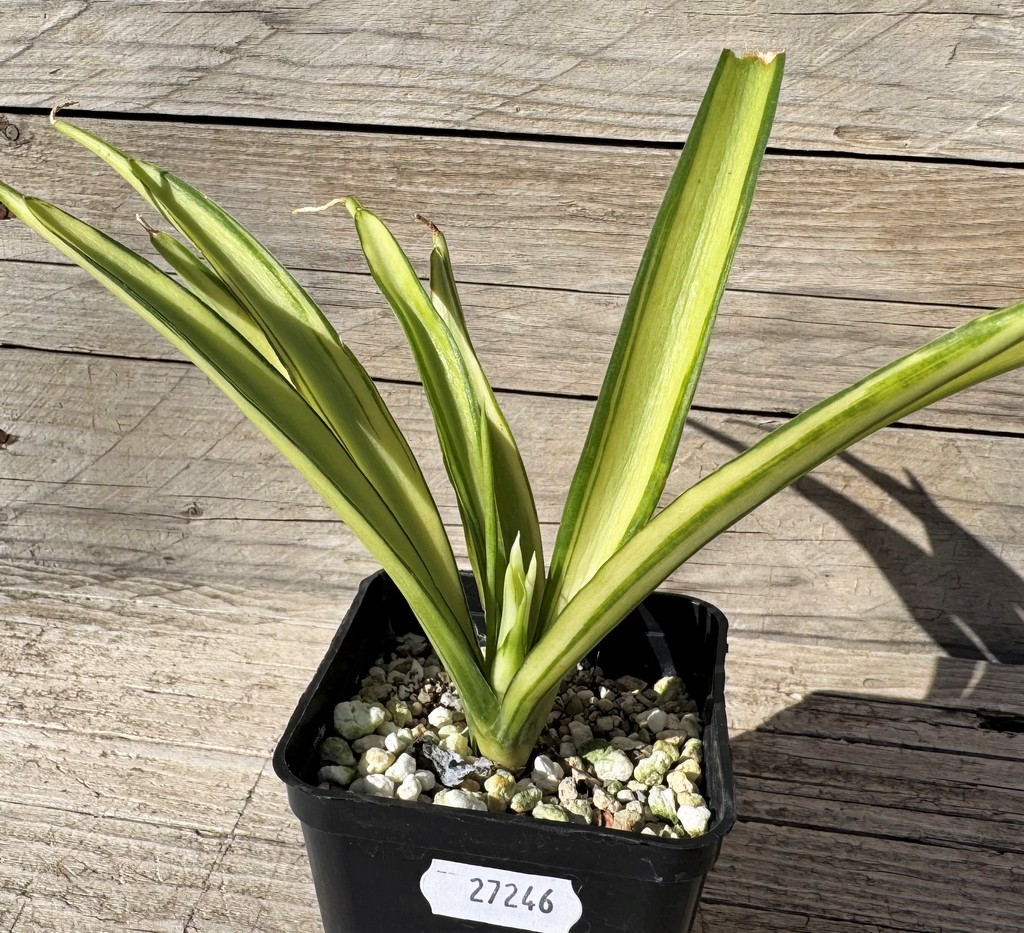 SH27246 Sansevieria 'Parpalancet'