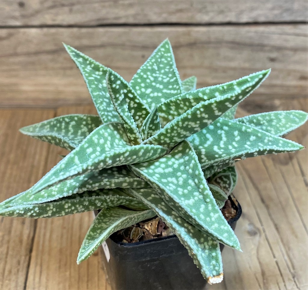 SH27322 Gasteraloe ‘Cocks Beauty’