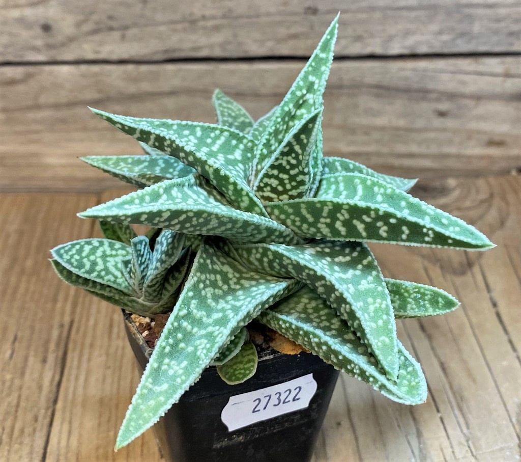 SH27322 Gasteraloe ‘Cocks Beauty’ - Image 2