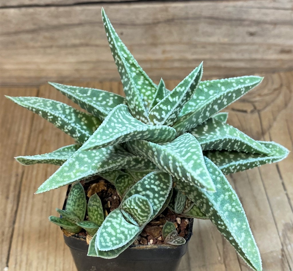 SH27322 Gasteraloe ‘Cocks Beauty’ - Image 3