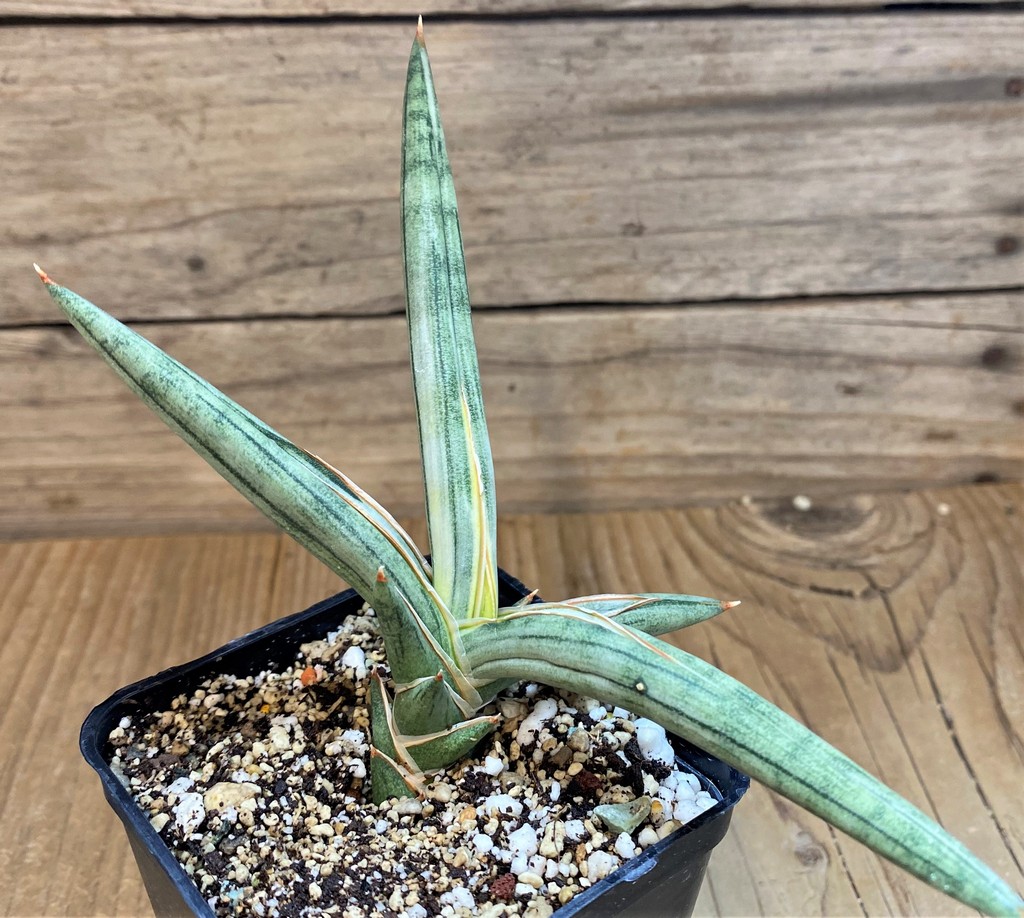 SH23995 Sansevieria 'Silver Clone'