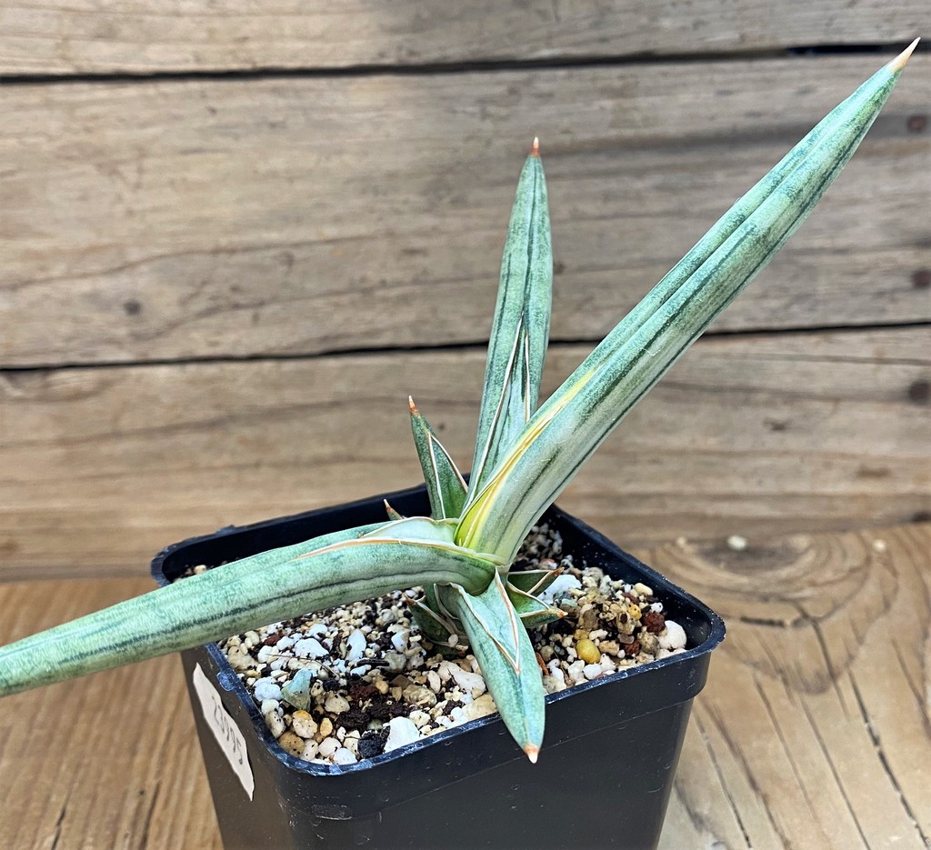 SH23995 Sansevieria 'Silver Clone' - Image 2