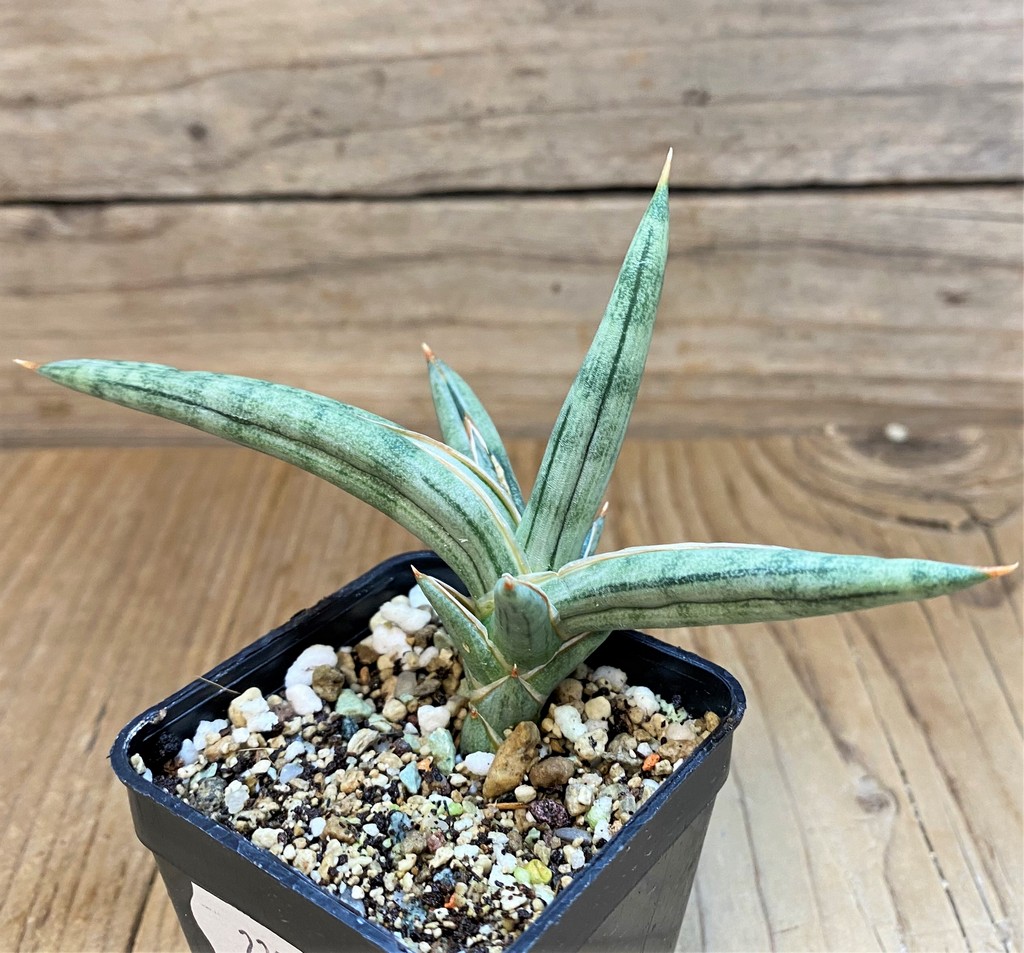 SH23994 Sansevieria 'Silver Clone' - Image 2