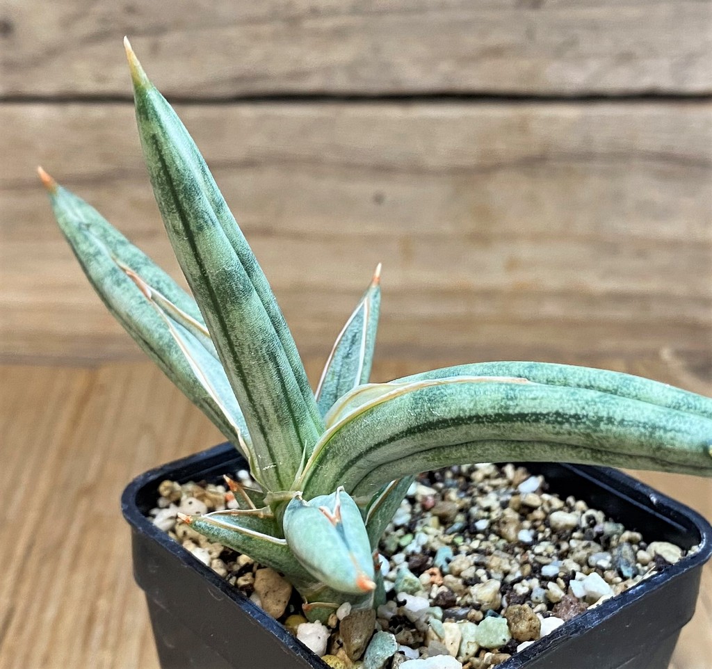 SH23994 Sansevieria 'Silver Clone'