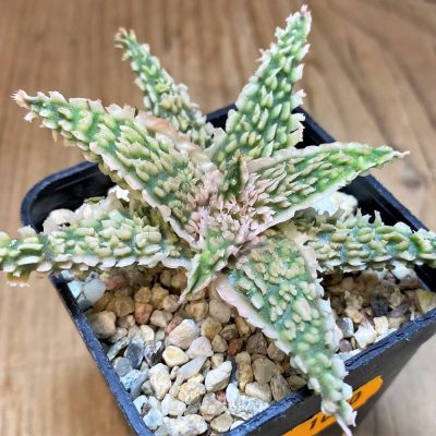 SH1070 Aloe TCT hybrid