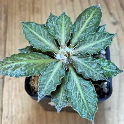 SH13208 Euphorbia tulearensis hybrid