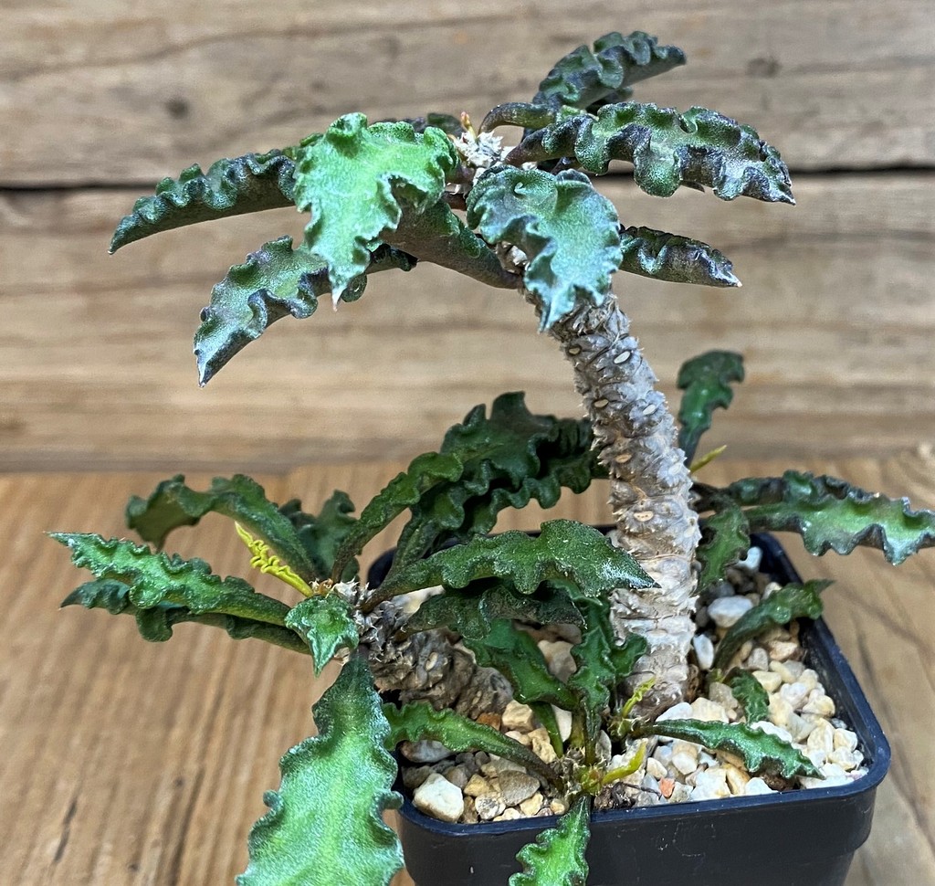 SH11712 Euphorbia decaryi v. spirosticha - Image 2