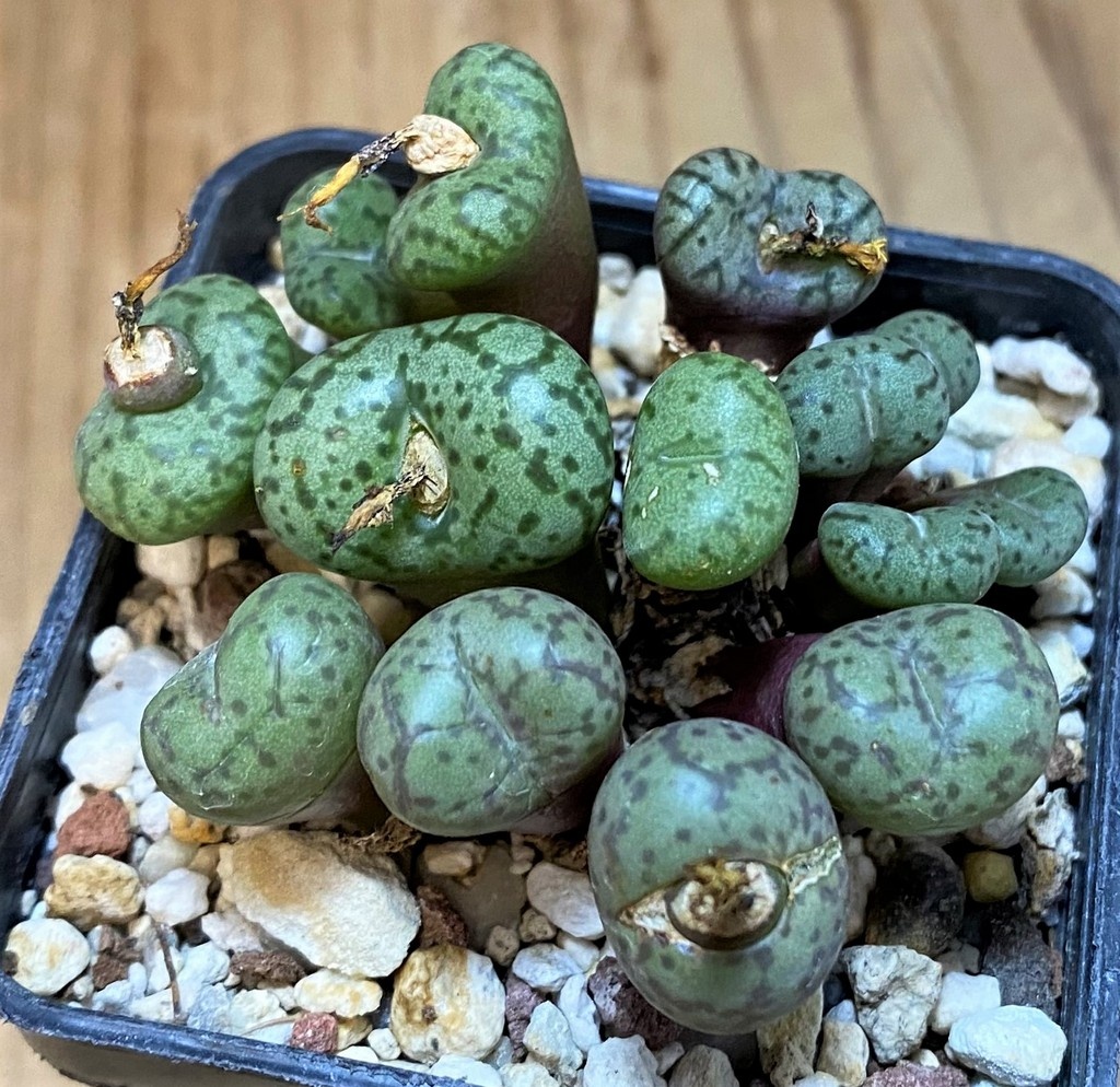 SH11842 Conophytum obcordellum mix - Image 2