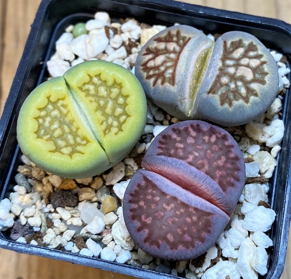 SH14867 Lithops mix