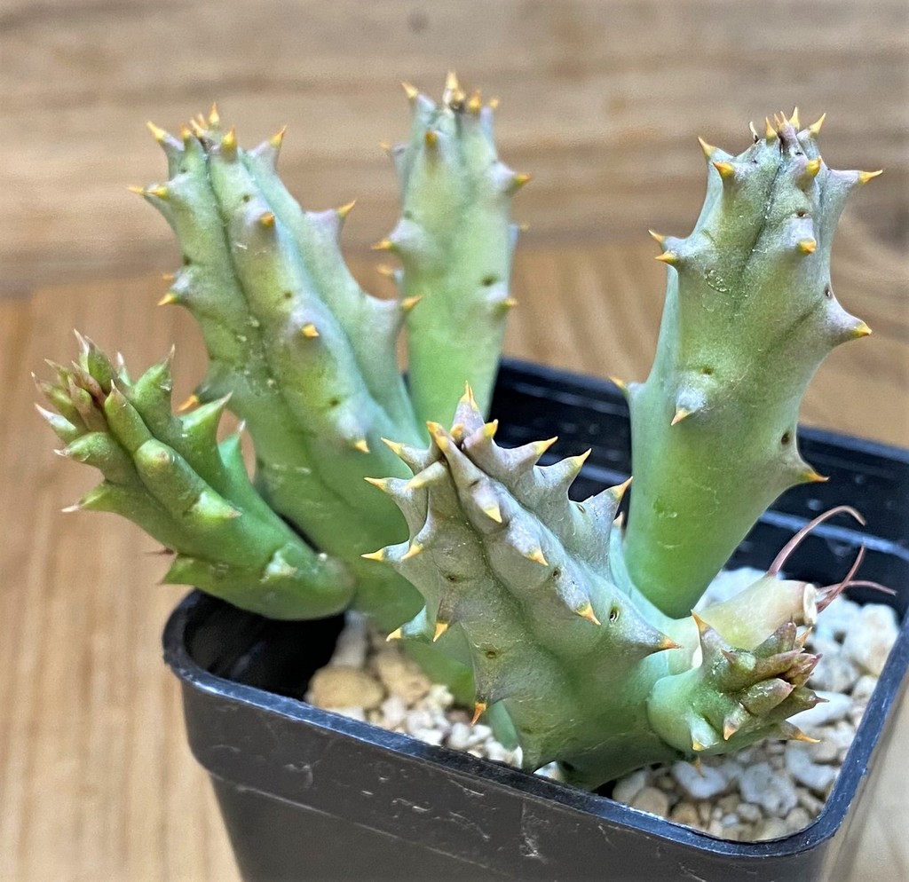 SH20749 Huernia hystrix