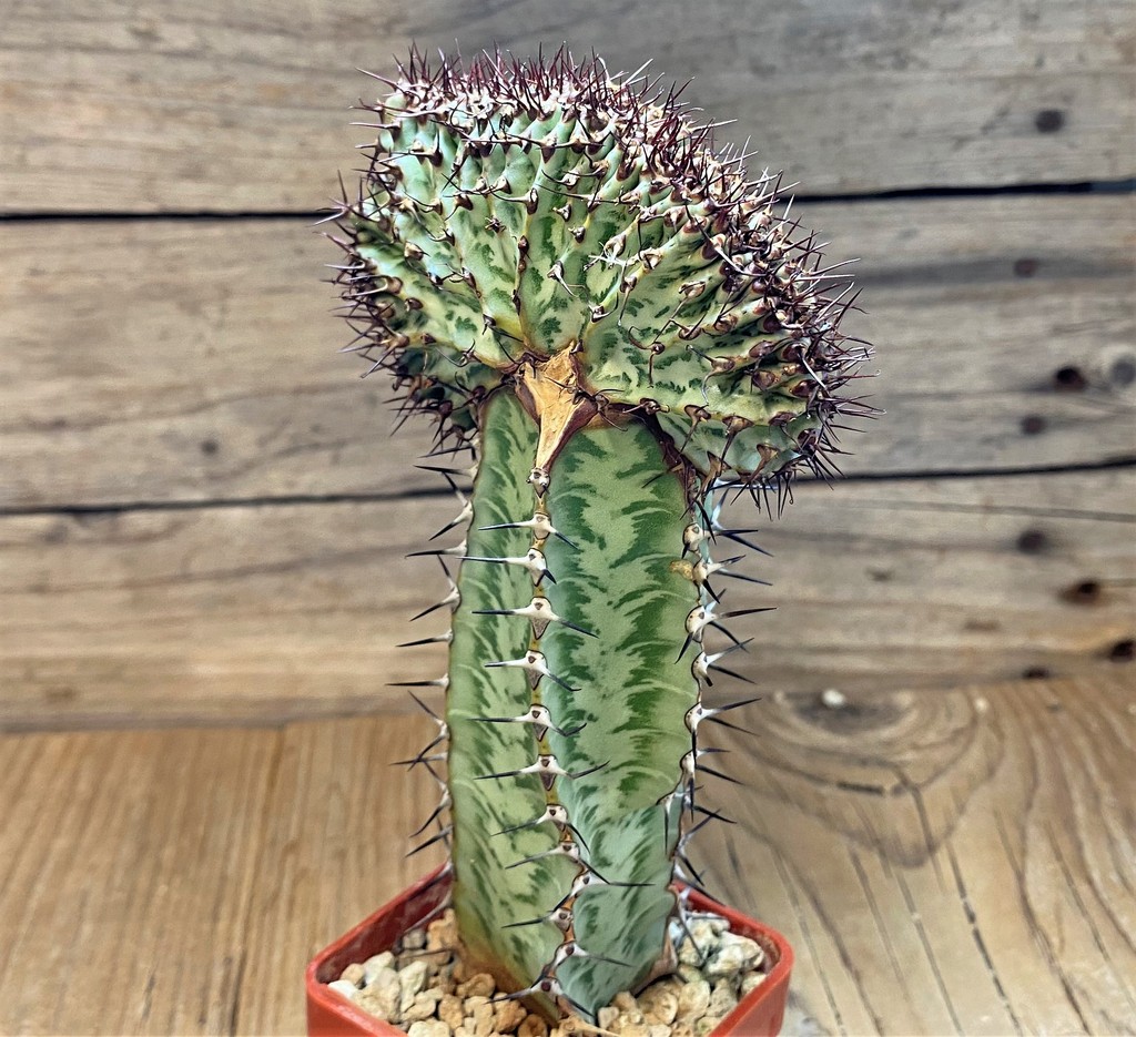 SH6672 Euphorbia confinalis f. cristata, grafted - Image 3